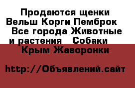 Продаются щенки Вельш Корги Пемброк  - Все города Животные и растения » Собаки   . Крым,Жаворонки